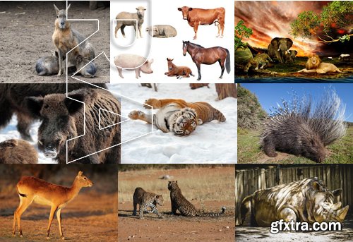 Stock Photos - Animals 2, 25xJPG