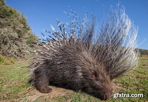 Stock Photos - Animals 2, 25xJPG