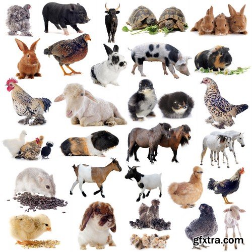 Stock Photos - Animals 2, 25xJPG