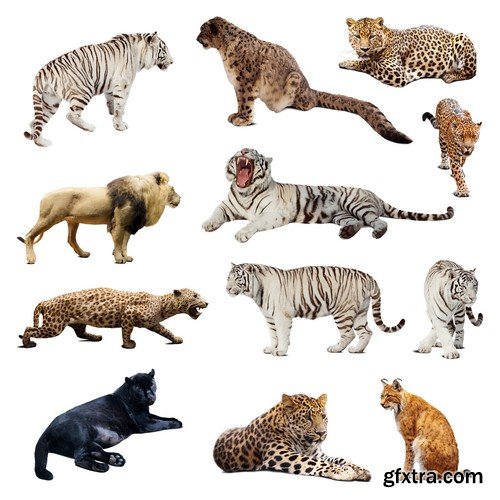 Stock Photos - Animals 2, 25xJPG