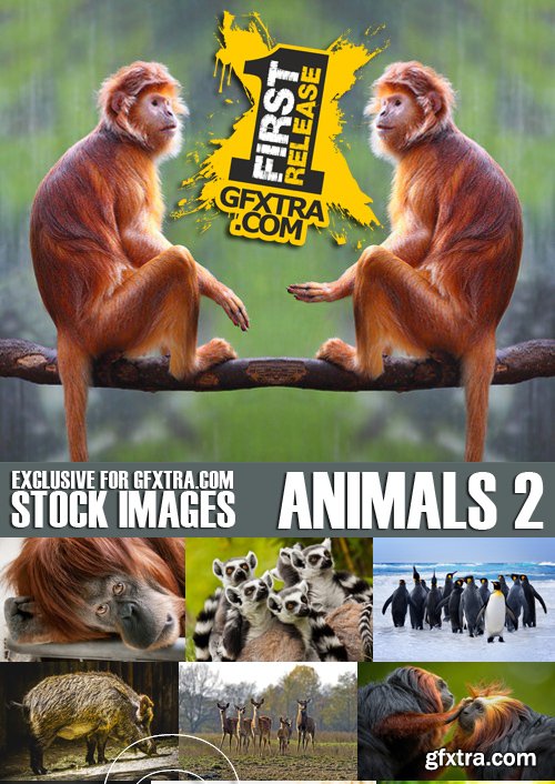 Stock Photos - Animals 2, 25xJPG