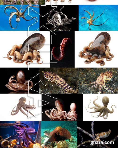 Stock Photos - Octopus, 25xJPG