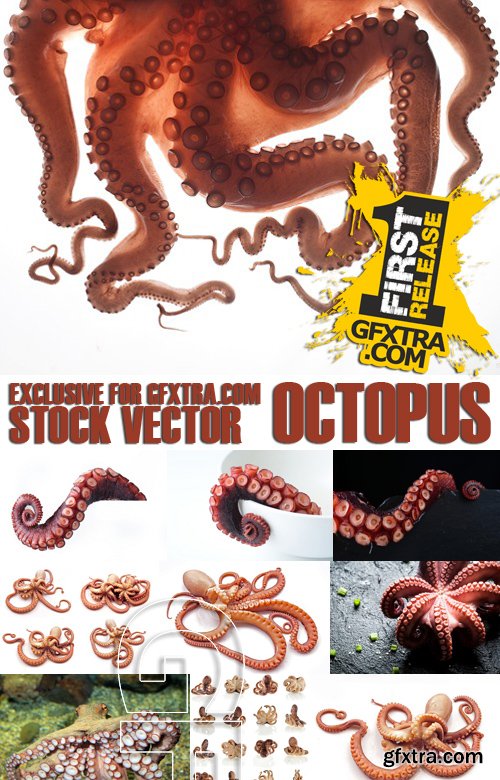 Stock Photos - Octopus, 25xJPG