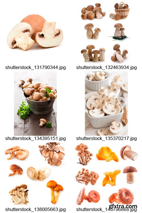 Amazing SS - Mushroom Hunting, 25xJPGs