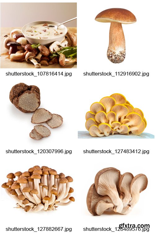 Amazing SS - Mushroom Hunting, 25xJPGs