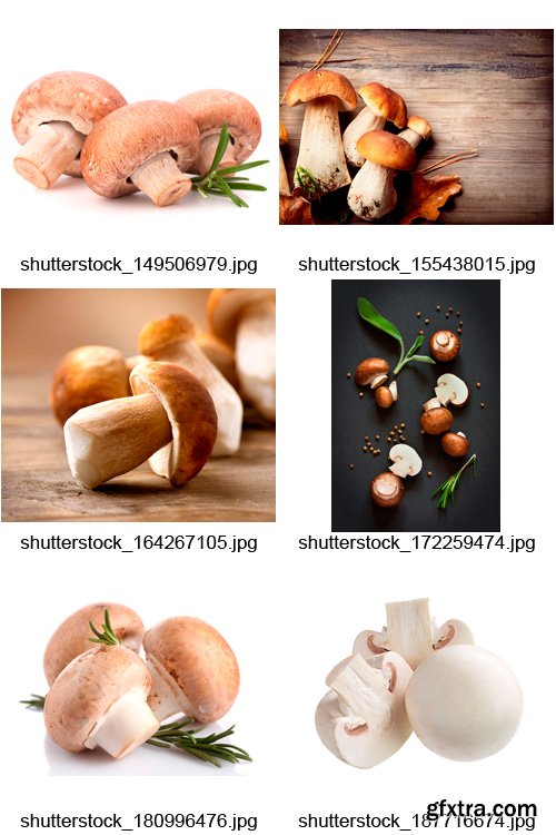 Amazing SS - Mushroom Hunting, 25xJPGs