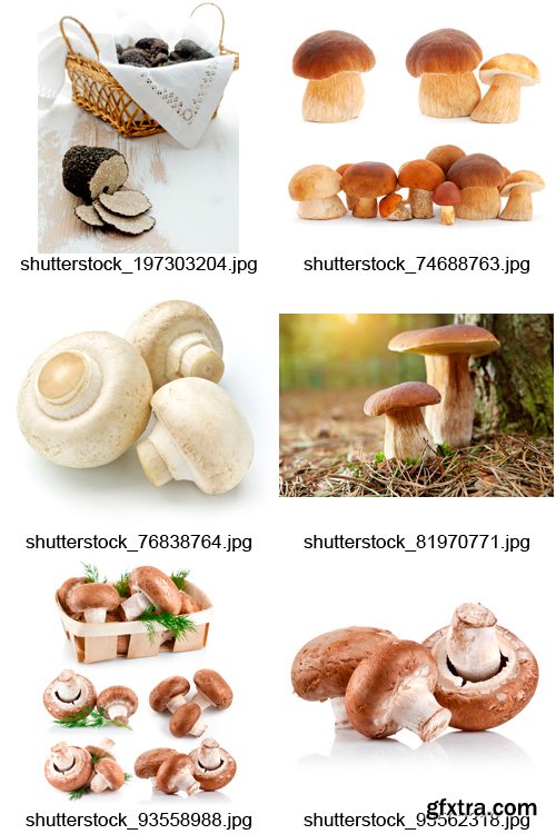 Amazing SS - Mushroom Hunting, 25xJPGs