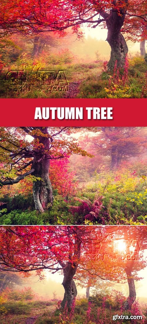 Stock Photo - Autumn Tree