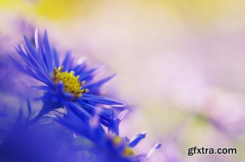 Collection of beautiful flowers #2-5 UHQ Jpeg