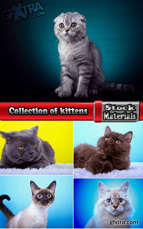 Collection of kittens of different breeds 5 UHQ Jpeg