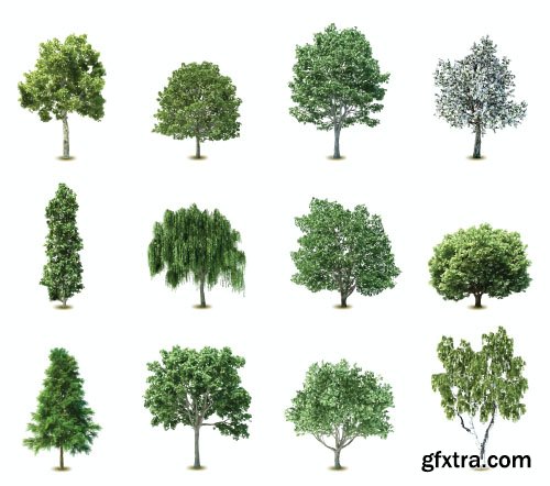 Vector Trees Collection - 25x EPS