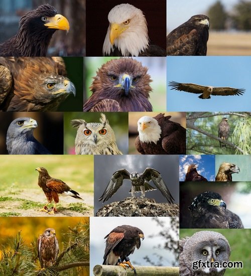 Collection of birds of prey 25 UHQ Jpeg