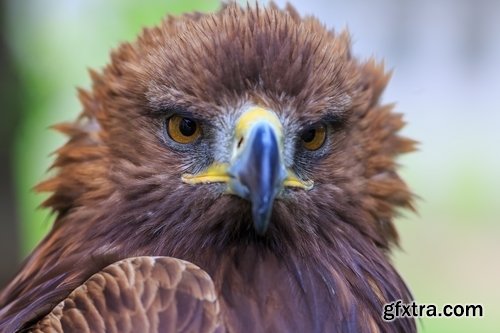 Collection of birds of prey 25 UHQ Jpeg