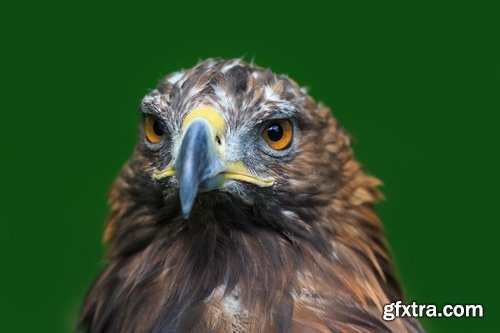 Collection of birds of prey 25 UHQ Jpeg