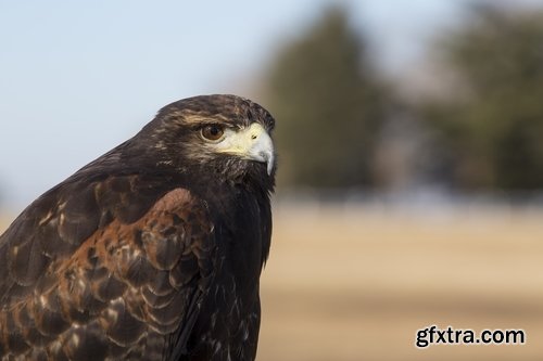 Collection of birds of prey 25 UHQ Jpeg