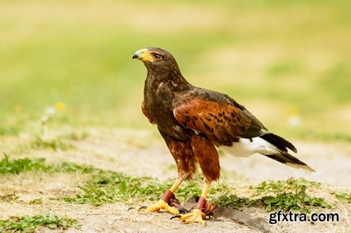 Collection of birds of prey 25 UHQ Jpeg