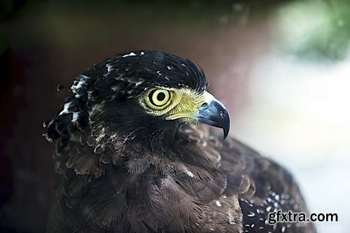 Collection of birds of prey 25 UHQ Jpeg