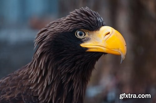 Collection of birds of prey 25 UHQ Jpeg