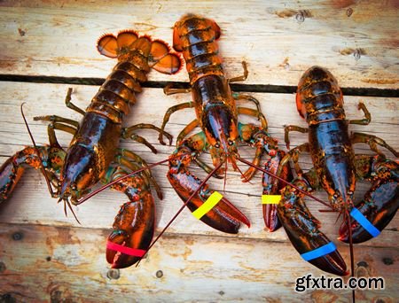 Stock Photos - Lobster