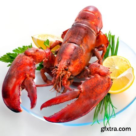 Stock Photos - Lobster