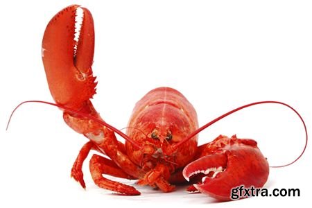 Stock Photos - Lobster