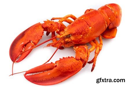 Stock Photos - Lobster