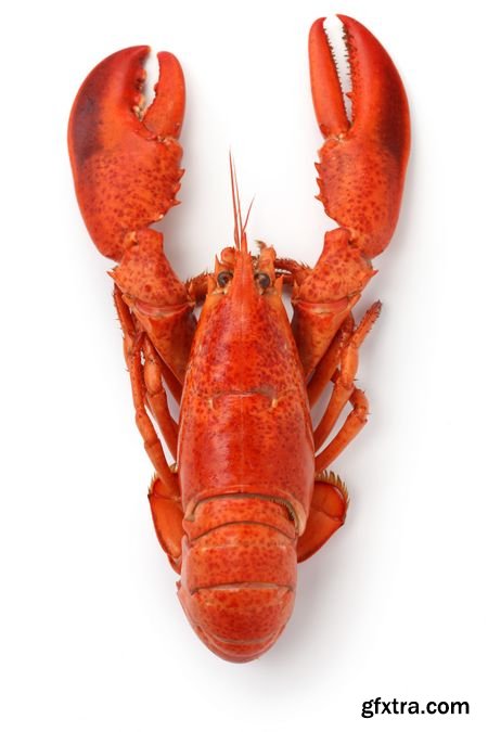 Stock Photos - Lobster