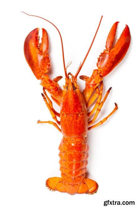 Stock Photos - Lobster