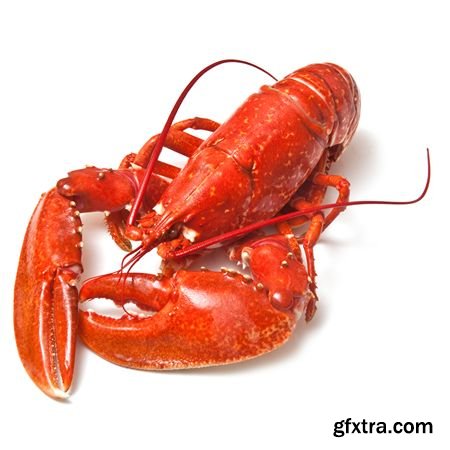 Stock Photos - Lobster