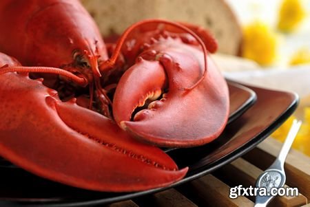 Stock Photos - Lobster