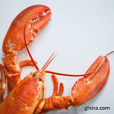 Stock Photos - Lobster