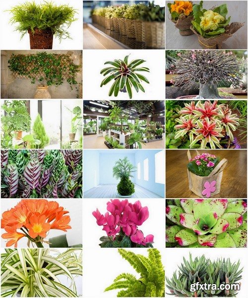 Collection houseplants 25 UHQ Jpeg