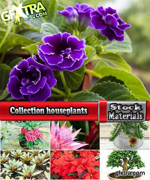 Collection houseplants 25 UHQ Jpeg