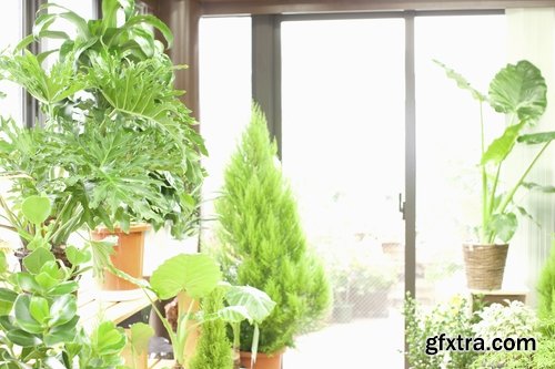 Collection houseplants 25 UHQ Jpeg