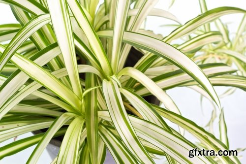 Collection houseplants 25 UHQ Jpeg