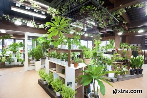 Collection houseplants 25 UHQ Jpeg