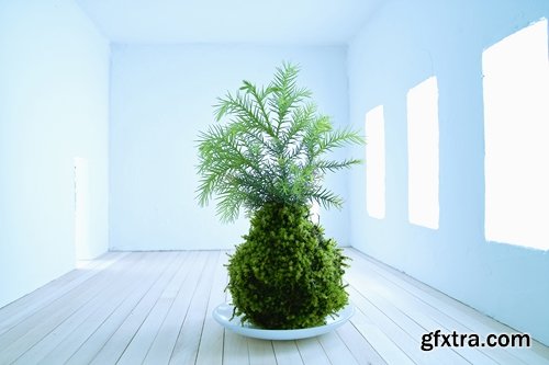 Collection houseplants 25 UHQ Jpeg