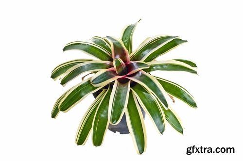 Collection houseplants 25 UHQ Jpeg