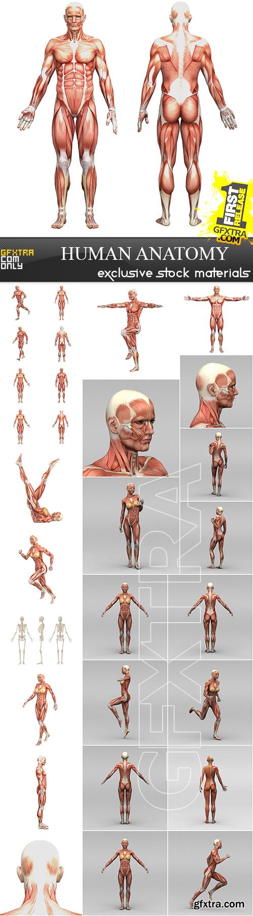 Human Anatomy, 30xUHQ JPEG