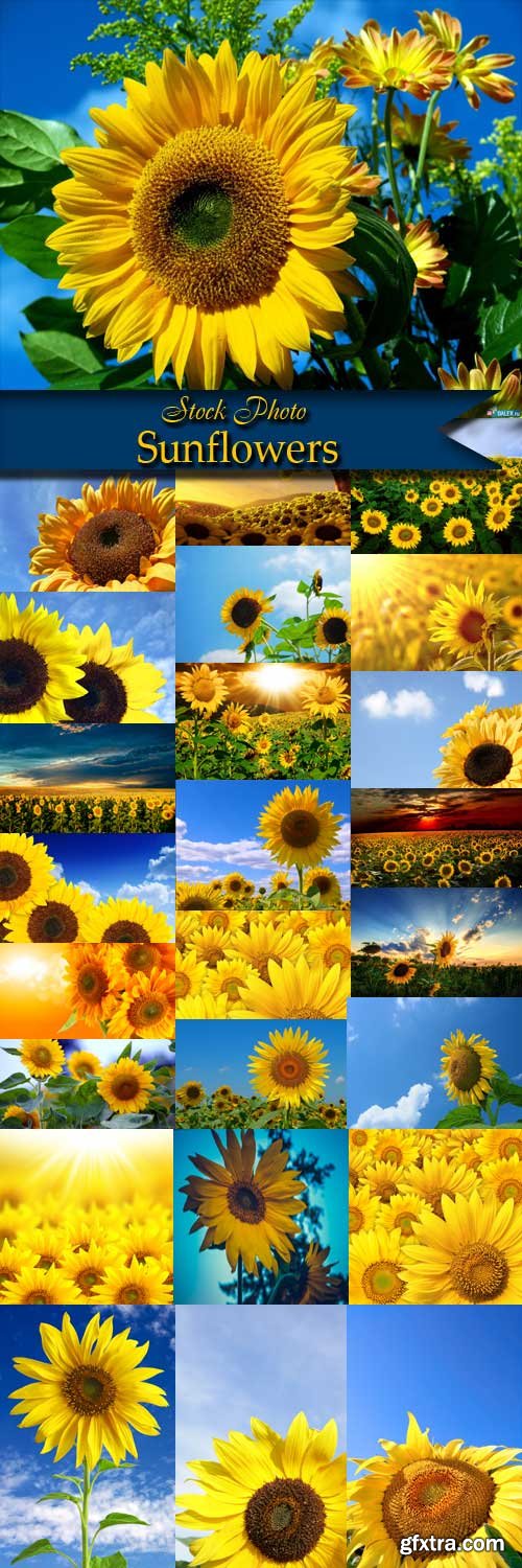 Sunflowers