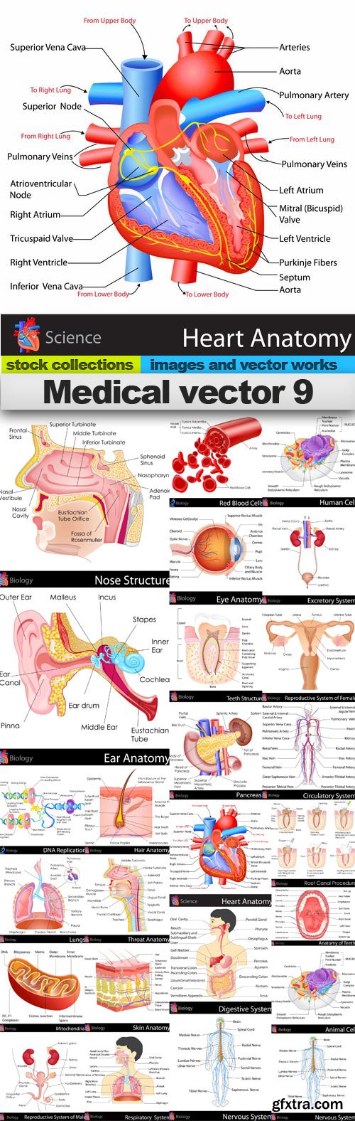 Medical vector 9,25 x EPS