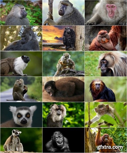 Collection of various different species of monkeys 25 UHQ Jpeg