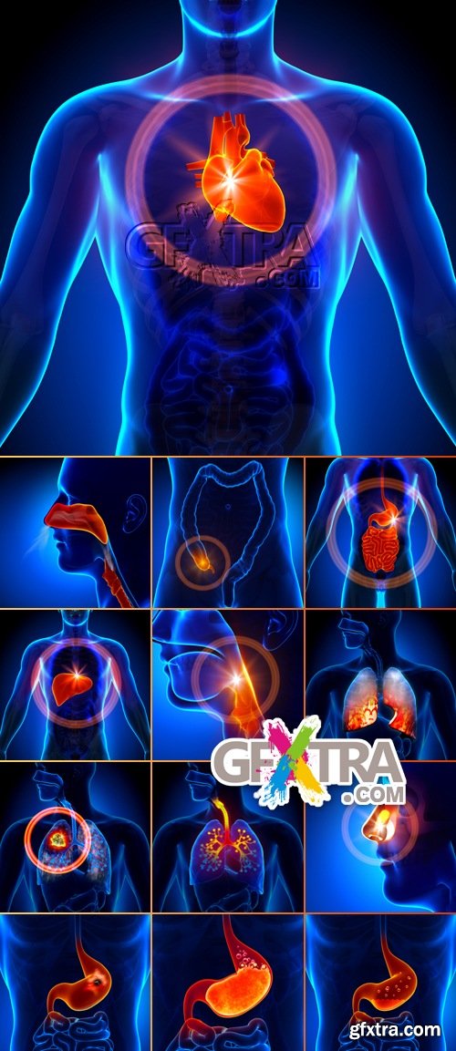 Stock Photo - Internal Organs - Medical Concept