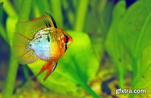 Collection of fish for aquariums 25 UHQ Jpeg