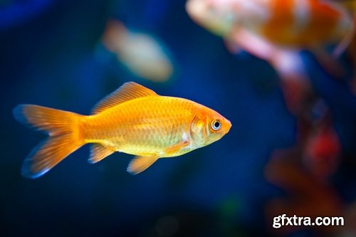 Collection of fish for aquariums 25 UHQ Jpeg