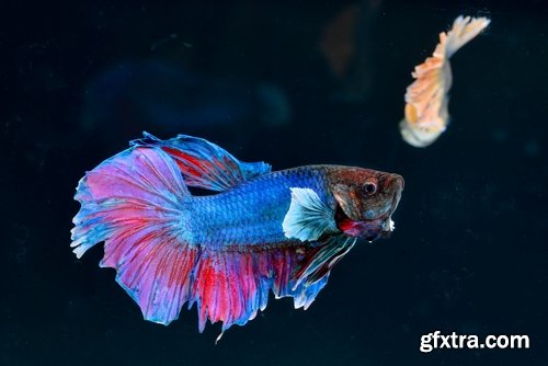 Collection of fish for aquariums 25 UHQ Jpeg