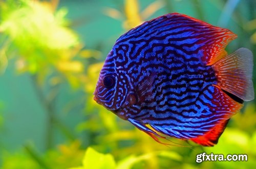 Collection of fish for aquariums 25 UHQ Jpeg