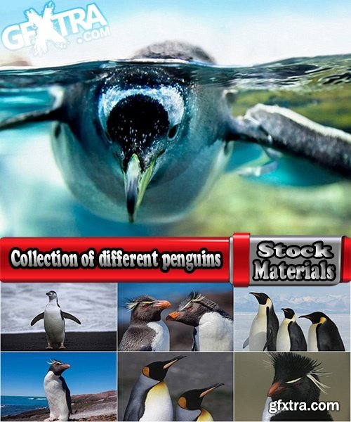 Collection of different penguins 25 UHQ Jpeg