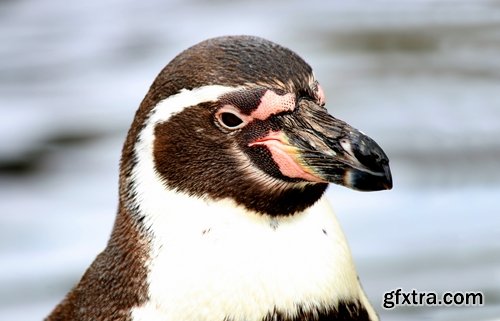 Collection of different penguins 25 UHQ Jpeg