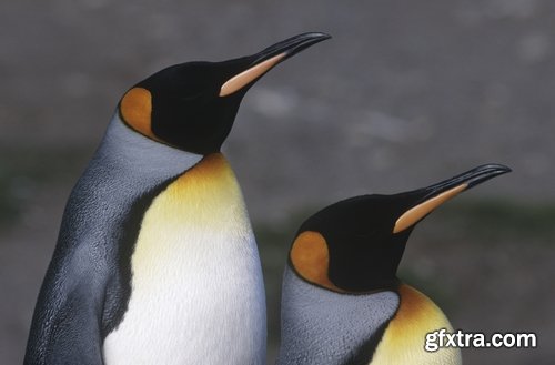 Collection of different penguins 25 UHQ Jpeg